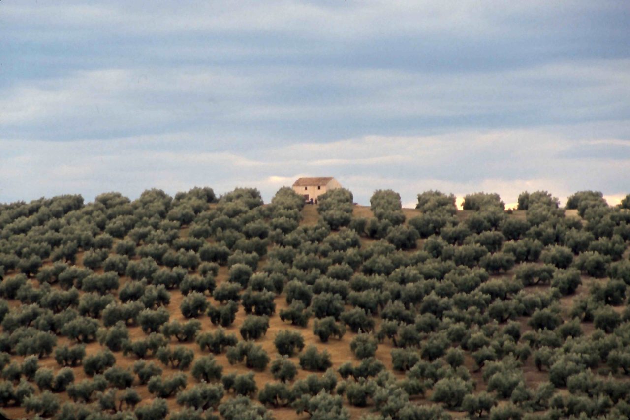 Olivos