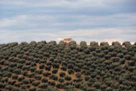 Reportaje de Olivos, Jaén, por Ana Portnoy