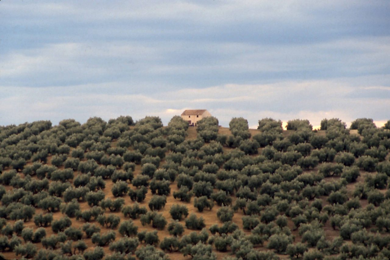 Olivos – Jaén